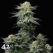 FastBuds Seeds GG4 Sherbet FF