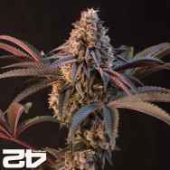 FastBuds Seeds Lemon Cherry Runtz