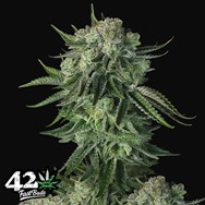 FastBuds Seeds Original Auto Moby Dick