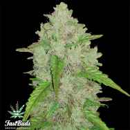 FastBuds Seeds Original Auto Amnesia Haze