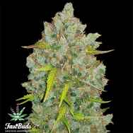 FastBuds Seeds Original Auto BubbleGum