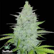 FastBuds Seeds Original Auto Cheese