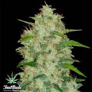 FastBuds Seeds Original Auto Chemdawg