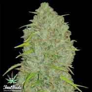 FastBuds Seeds Original Auto Jack Herer