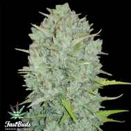 FastBuds Seeds Original Auto Northern Lights