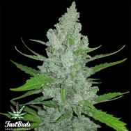 FastBuds Seeds Original Auto Sour Diesel