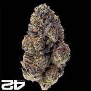 FastBuds Seeds Papaya Sherbet