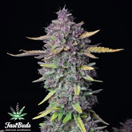 FastBuds Seeds Purple Punch AUTO