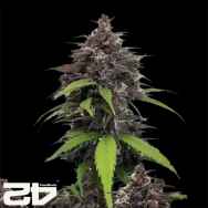 FastBuds Seeds Purple Haze AUTO