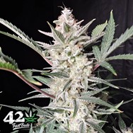 FastBuds Seeds Strawberry Gorilla AUTO