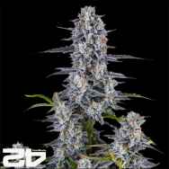 FastBuds Seeds Super Boof AUTO