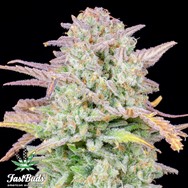 FastBuds Seeds Original Auto Trainwreck