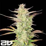 FastBuds Seeds Z-Up AUTO