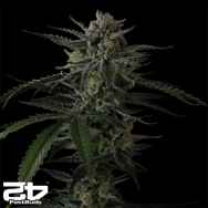 FastBuds Seeds Banana Guava AUTO