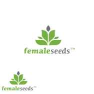 Female Seeds AUTO Gelato
