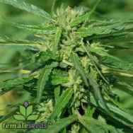 Female Seeds CBD Terra Italia 40:1