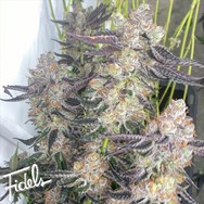 Fidels Genetics Greasy Grapes