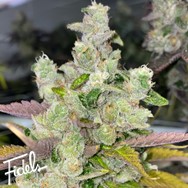 Fidels Genetics Peach Pound Cake