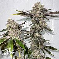 Fidels Genetics Sour OG