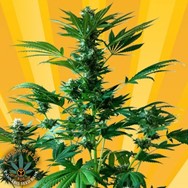 Freedom of Seeds Big Domina Autoflowering