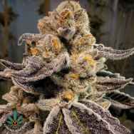 Freedom of Seeds Black Rainbow Sherbet