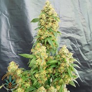 Freedom of Seeds Chunky Skunk