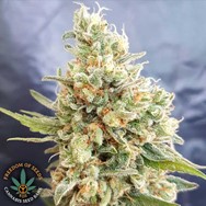 Freedom Of Seeds Crystal Dwarf Autoflowering