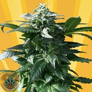 Freedom of Seeds Diesel Devil AUTO