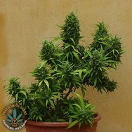 Freedom of Seeds Guerrilla Ryder Autoflowering