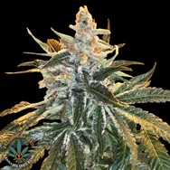 Freedom of Seeds MAC/GSC