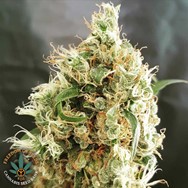 Freedom of Seeds White Goblin Autoflowering