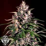 G13 Labs Seeds AUTO Dosi