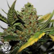 G13 Labs Seeds Diesel AUTO