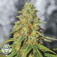 G13 Labs Seeds Double Black