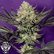 G13 Labs Seeds Face Mask