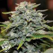 G13 Labs Seeds Gigabud