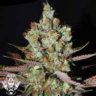 G13 Labs Seeds Maltezerz