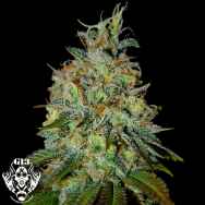 G13 Labs Seeds Picante aka White Fire OG