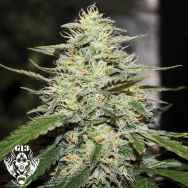 G13 Labs Seeds Skunk #1