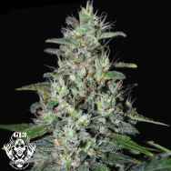 G13 Labs Seeds Super Skunk