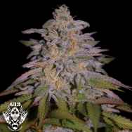 G13 Labs Seeds Glazed Gushers