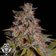 G13 Labs Seeds Honey Papaya
