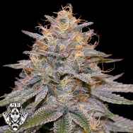 G13 Labs Seeds Orange Frappe