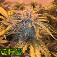 Garden Ablaze Seeds (GAS) Twizz-LA