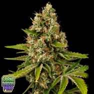 GrandDaddy Purple Seeds Black Cherry OG