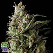 GrandDaddy Purple Seeds The Funk