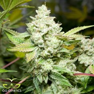 GG Genetics Original Glue (GG4 S1) AKA Gorilla Glue 4