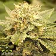 GG Genetics Zlue