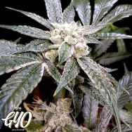 GYO by DNA Genetics EL Fuego