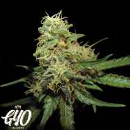 GYO by DNA Genetics R.K.S